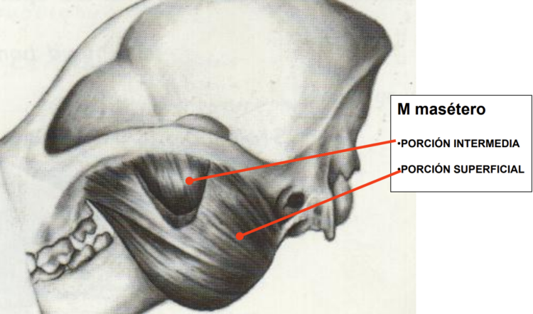 Que es la miositis y por qué debemos cuidar este aspecto